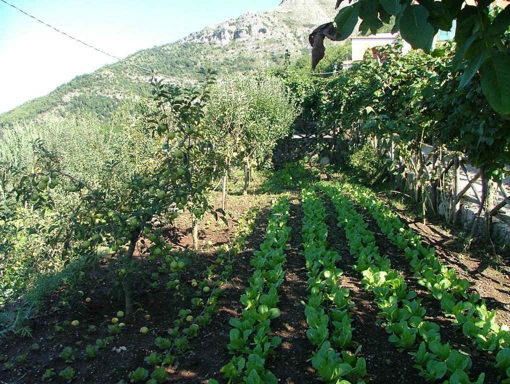 Вилла Agriturismo La Ginestra Вико-Экуенсе Экстерьер фото